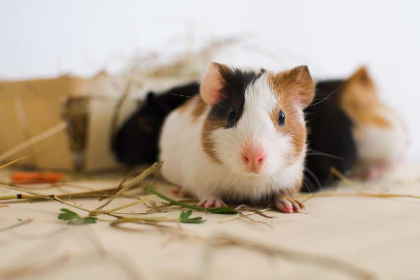 Young guinea pigs playing