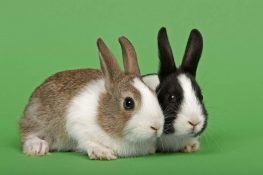 Friendly Rabbit Breeds 10 Friendliest Rabbit Breeds: The Most Affectionate, Cuddly & Gentle Breeds