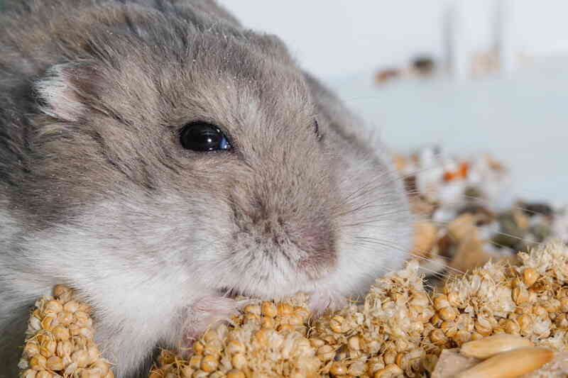 Hamster forage