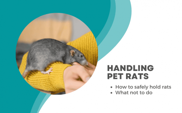 Rat Care 101: A Complete Rat Care Guide for Beginners | Animallama