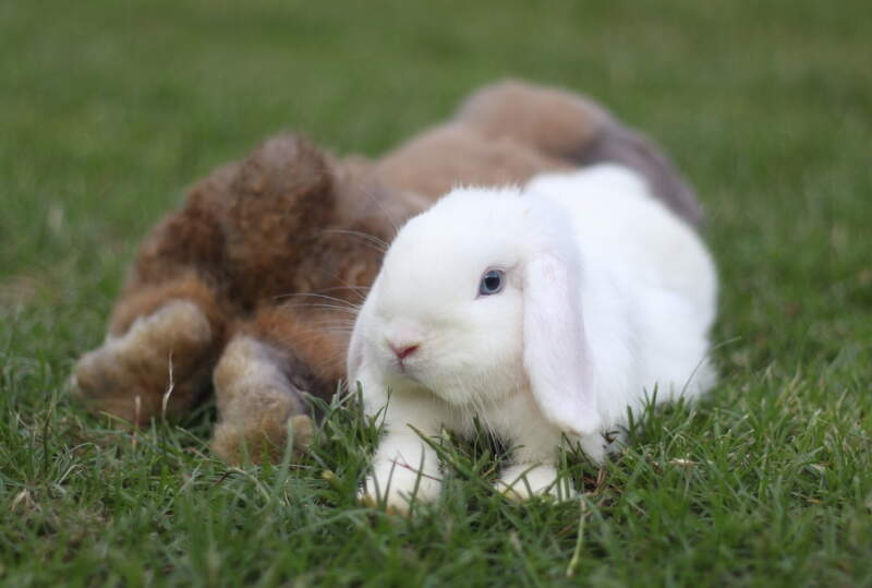 Holland Lop rabbits
