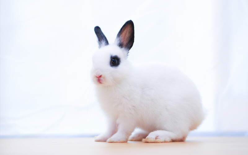 Netherland Dwarf friendly rabbit breed