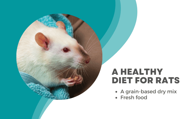 Rat Care 101 A Complete Rat Care Guide for Beginners Animallama