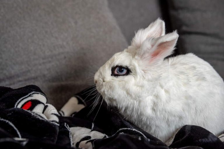Why Does My Rabbit Pee on Me? And What to Do About It? Animallama