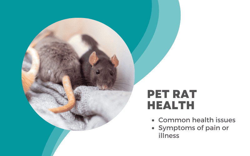 Rat Care 101 A Complete Rat Care Guide for Beginners Animallama