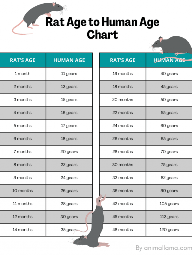 Rat Age to Human Age Chart