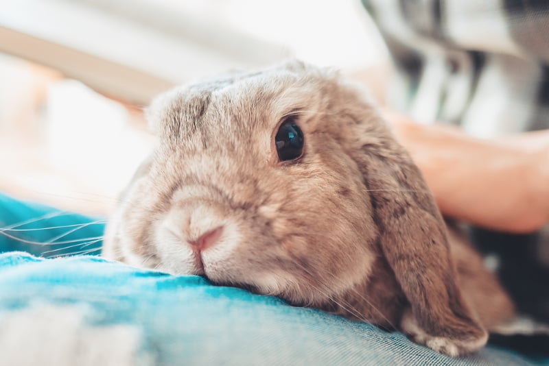 Why Does My Rabbit Pee On Me?
