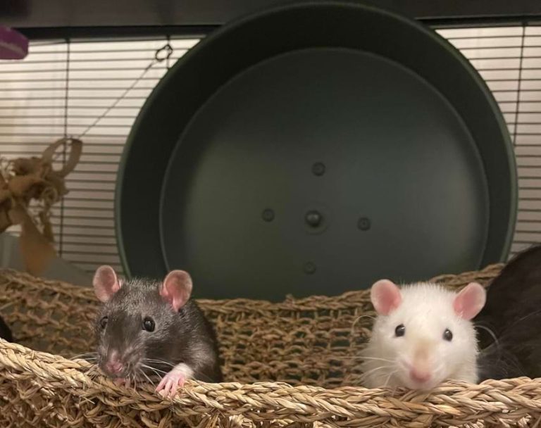 Do Rats Need a Wheel? What Kind of Wheels Are Safe?