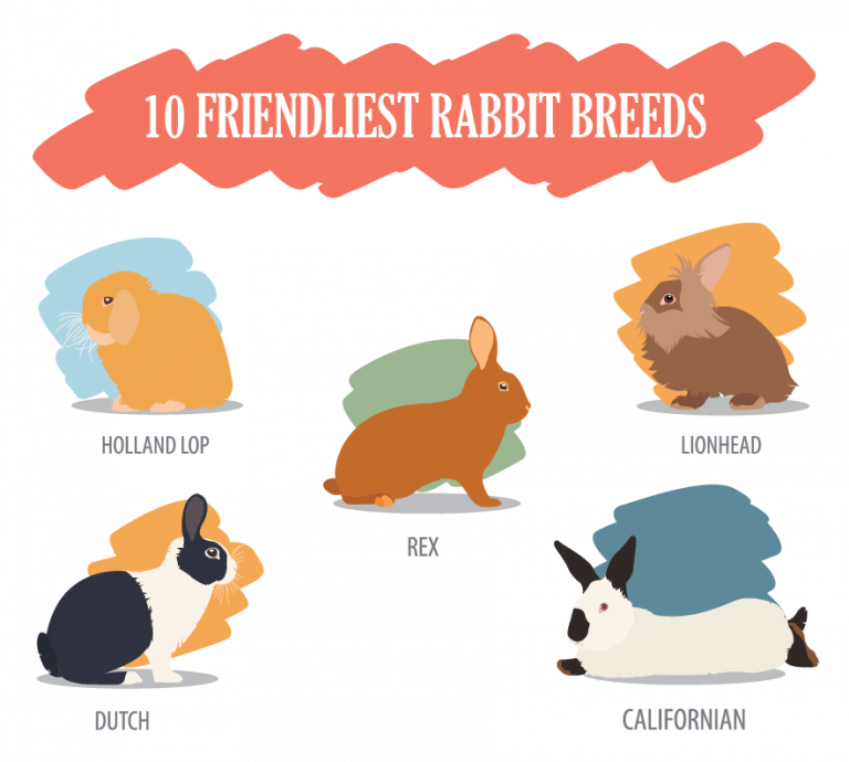 10 Friendliest Rabbit Breeds: The Most Affectionate, Cuddly & Gentle Breeds