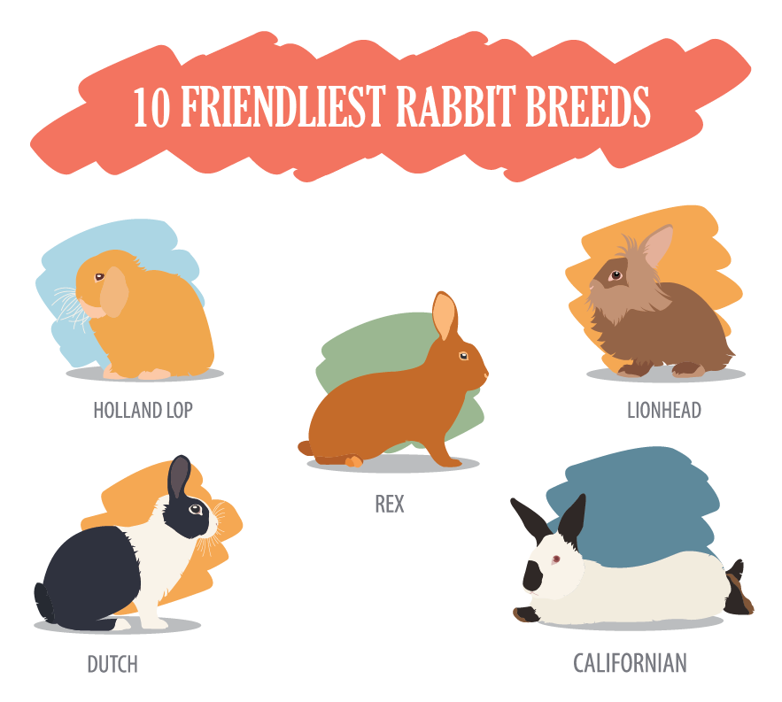 10 friendliest rabbit breeds