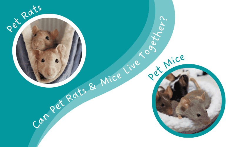 Can rats and mice live together?