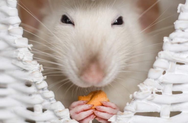Pet rat best sale eating