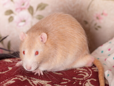Pink eye rat