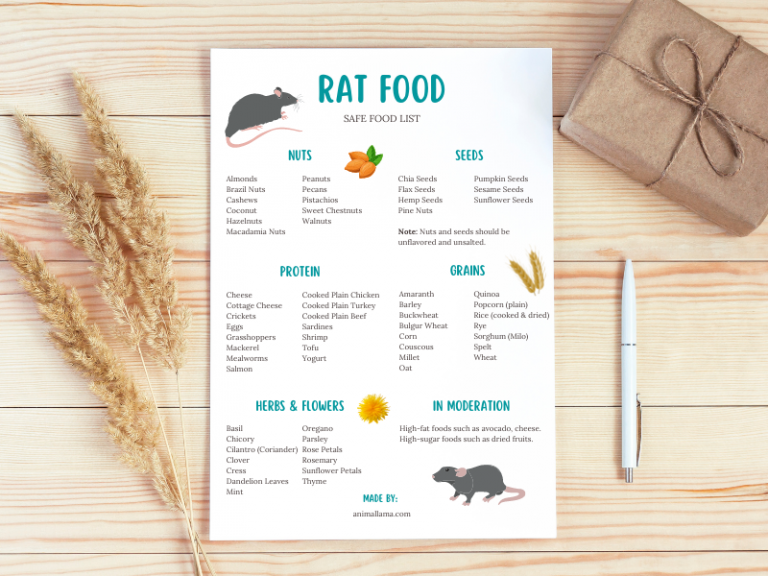Library of Free Printables for Small Pet Owners | Animallama