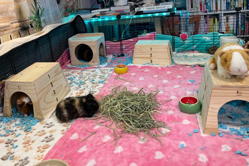 Guinea pig bedding and cage