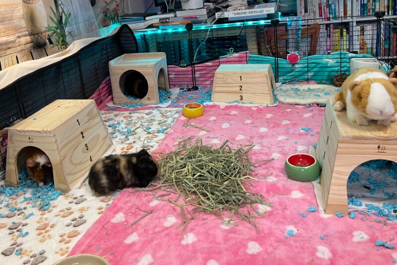Fleece Bedding For Guinea Pigs Pros Cons How To Use Fleece Fleece Bedding For Guinea Pigs Pros Cons How To Use Fleece