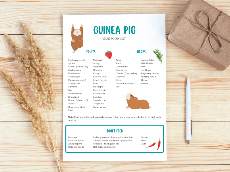 Guinea pig safe vegetables fruits list