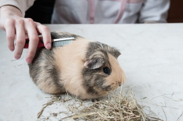 Guinea Pig Supplies List 25 Essential & Optional Supplies for Your New