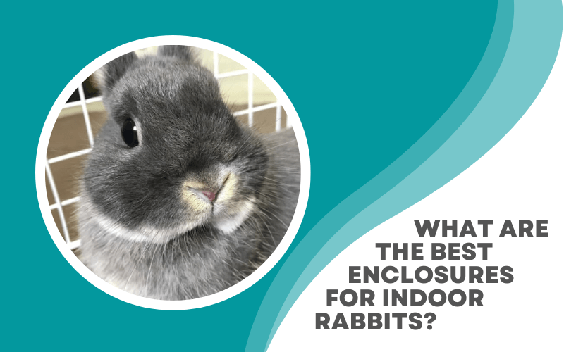 The Best Cage for Rabbits You Won t Find It in a Pet Store