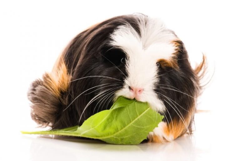 Safe Fresh Food List for Guinea Pigs Vegetables, Fruits & Herbs