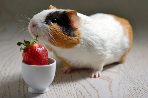 Image showcasing Safe Fresh Food List for Guinea Pigs: Vegetables, Fruits & Herbs ...