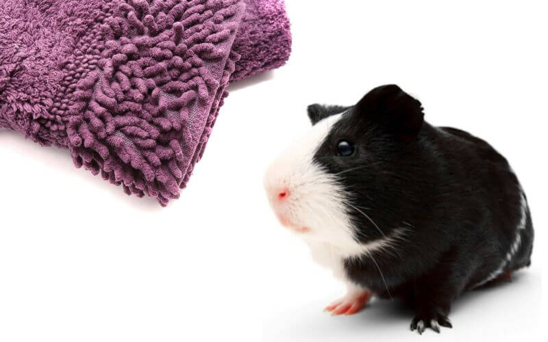 11 Ways to Make Your Guinea Pigs Happy Animallama