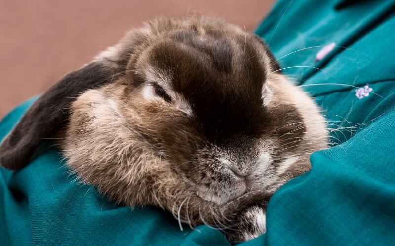 How to bond with your rabbit