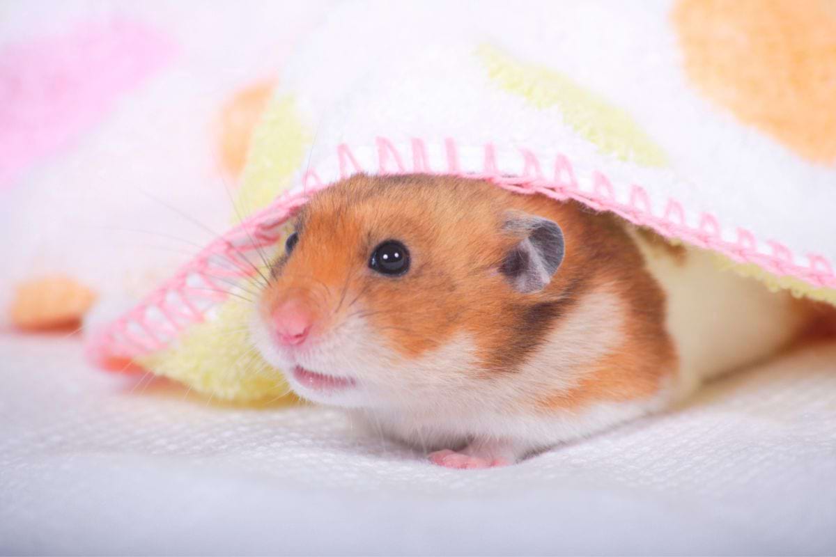 Cute and funny hamster names