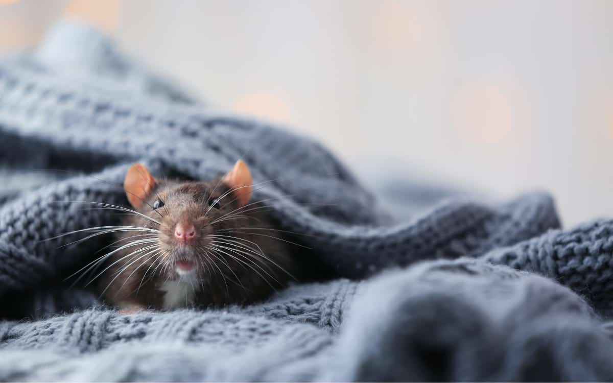 Do rats need baths