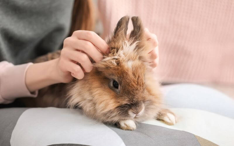 Do rabbits bond with humans