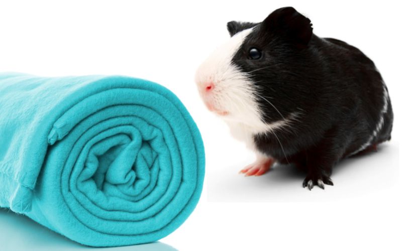 Fleece Bedding for Guinea Pigs: Pros & Cons | How to Use Fleece