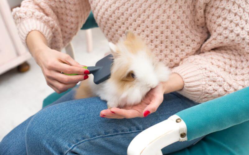 Bonding with a rabbit by grooming