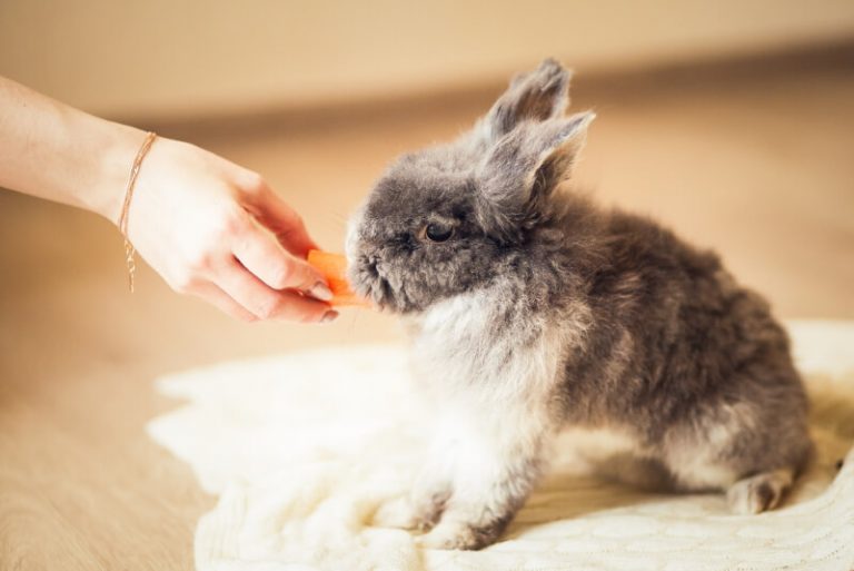 How to Bond With Your Rabbit? 6 Steps to Befriending Your Bunny