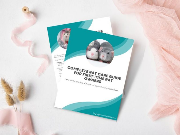 Rat Catalog Rat Care 101: A Complete Rat Care Guide for Beginners