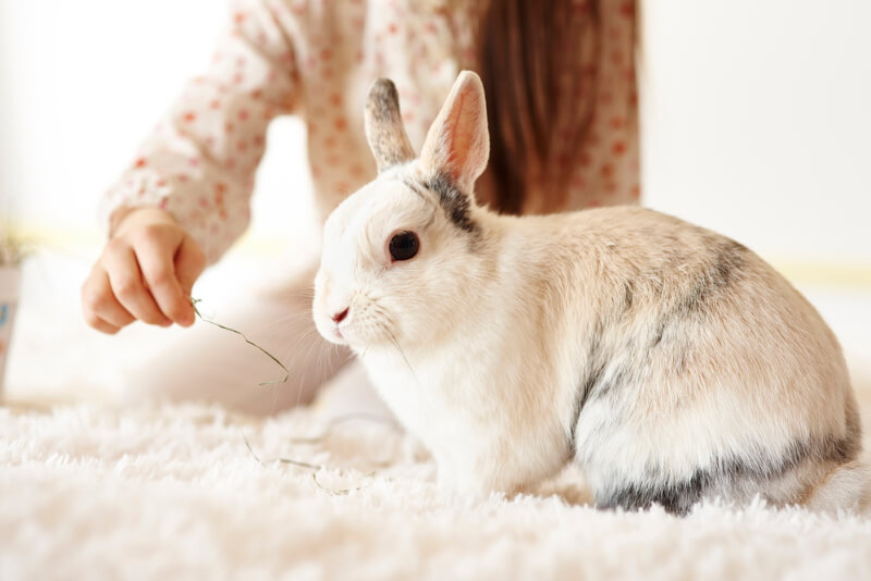 Bonding by spending time together with your rabbit