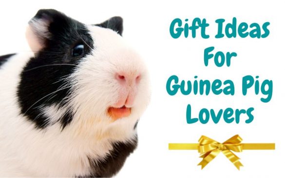 Image showcasing 15 Guinea Pig Sounds and What They Mean (With Audio) | Animallama