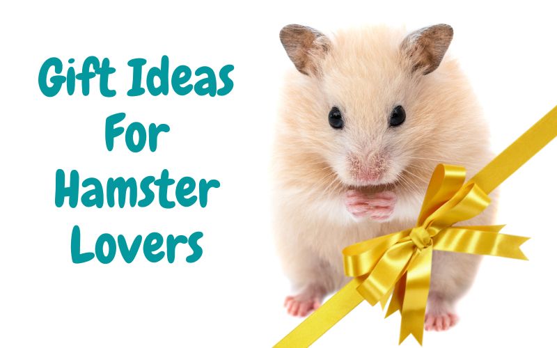 Gifts for hamster lovers 2025