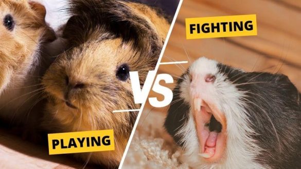 Are Your Guinea Pigs Fighting? 5 Things to Do | Animallama