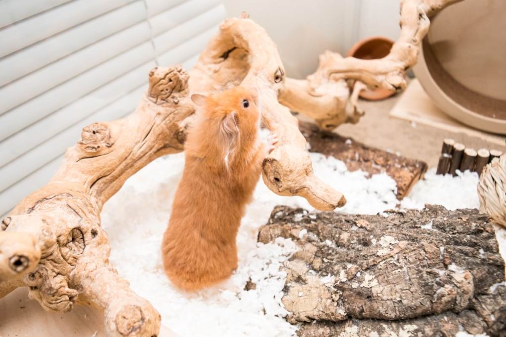 Hamster Cage Setup