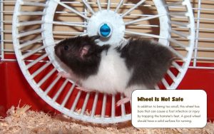 Image showcasing Hamster Cage Setup: Make an Enriching Home for Your Pet