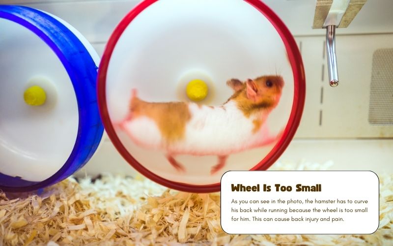Hamster wheel too small