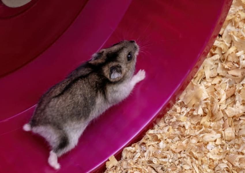 What kind of wheel do hamsters need