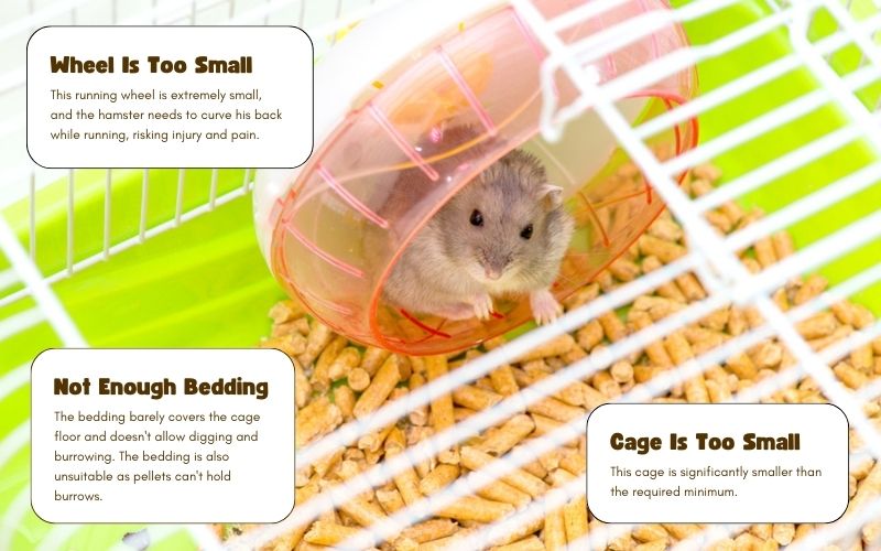 Unsuitable hamster cage
