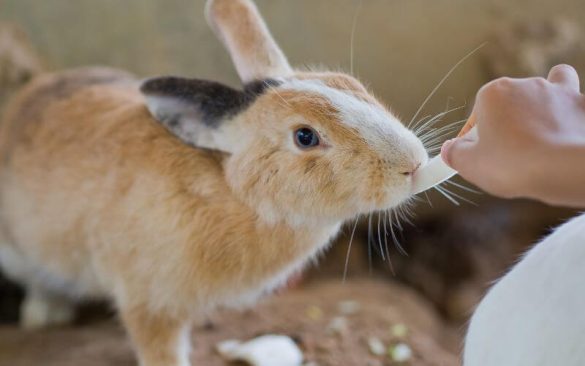 Why Does My Rabbit Bite Me? What to Do About It | Animallama