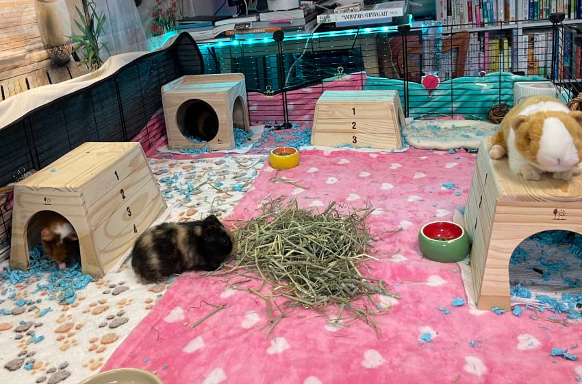 Guinea pigs in their freshly cleaned cage