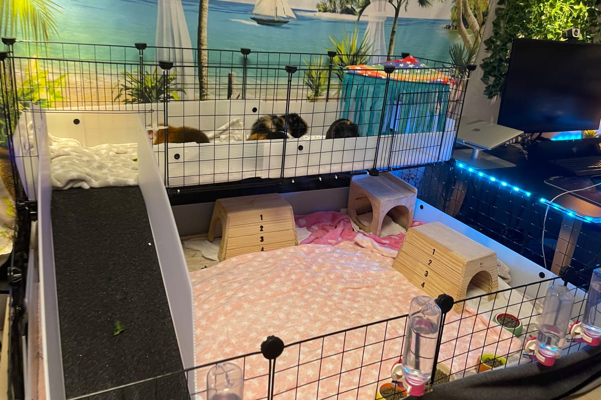 How to Make a C&C Guinea Pig Cage From Scratch | Animallama