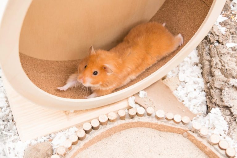 Do Hamsters Need a Wheel & What Kind of Wheels Are Safe