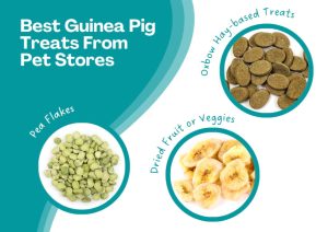 Picture of Best Healthy Guinea Pig Treats and Snacks (& What to Avoid)