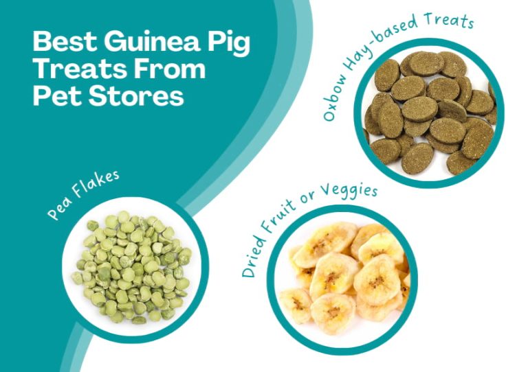 Best Healthy Guinea Pig Treats and Snacks (& What to Avoid)