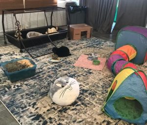 Indoor Rabbit Cage Setup for Happy & Healthy Bunnies